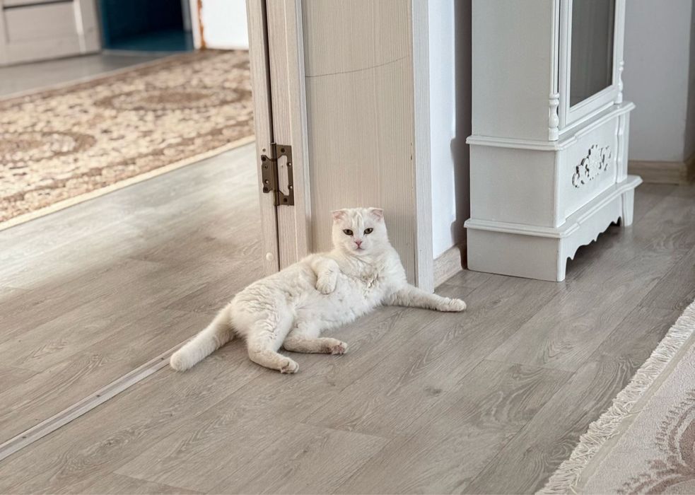 Шотландская вислоушка