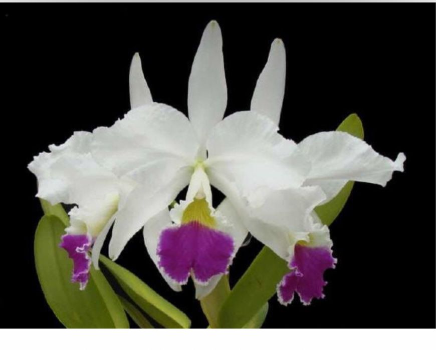 Орхидея Каттлея
