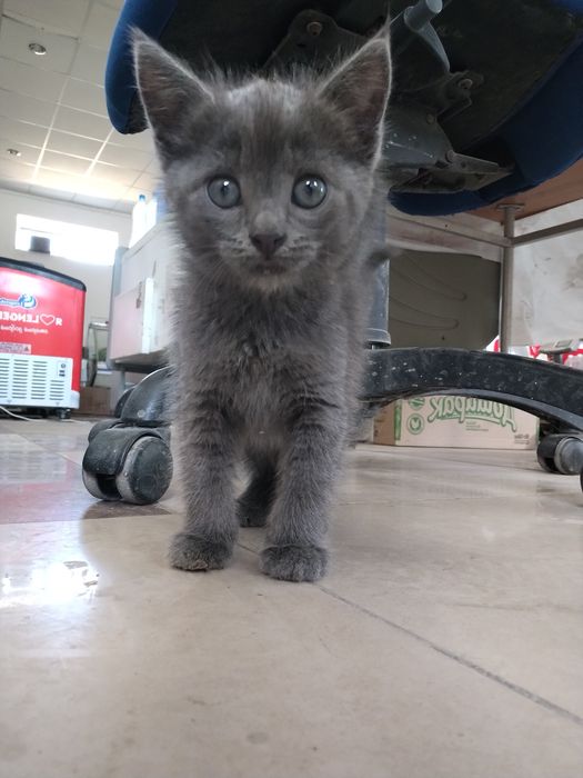 Котёнка в добрые руки