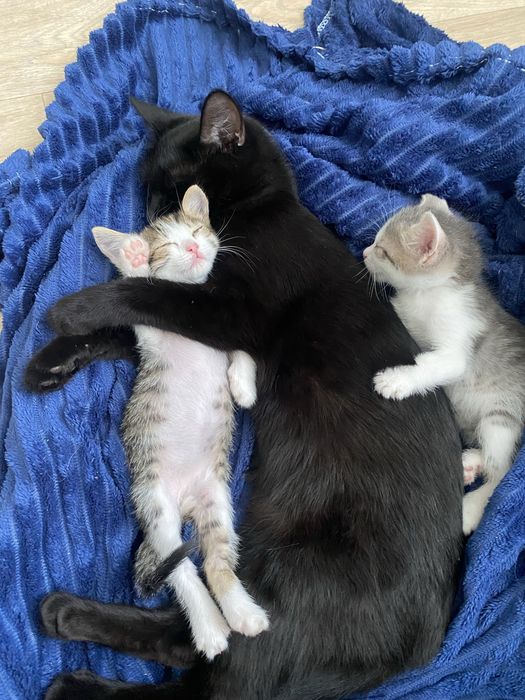 Отдам котят в добрые руки