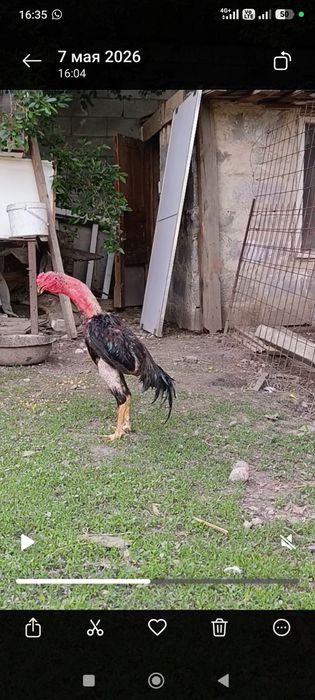 Продам Дакан Апрел