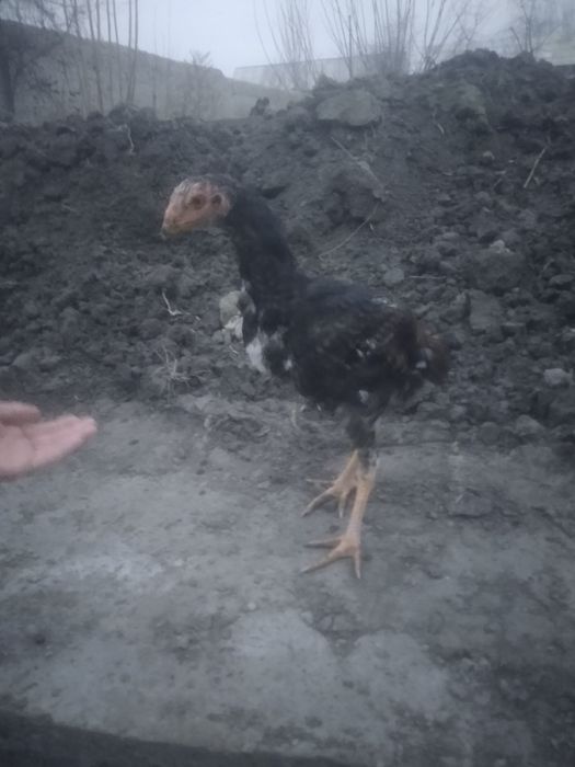 Dakan joʻjalar sotiladi