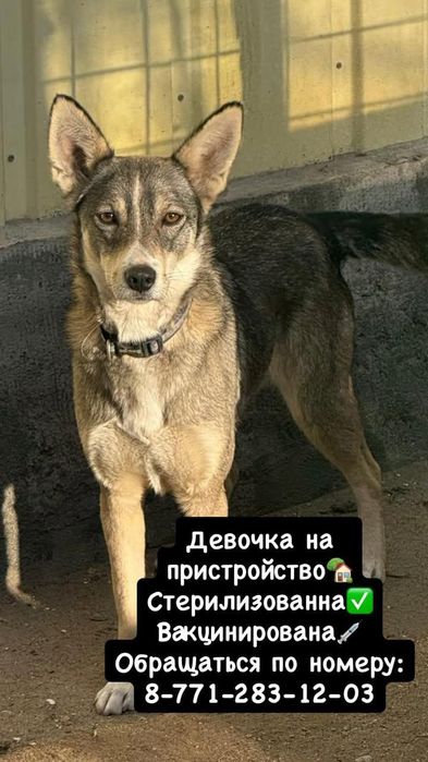 Собака в добрые руки