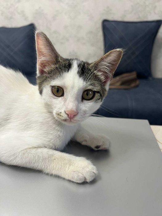 Котенок мальчик. 3,5 месяца