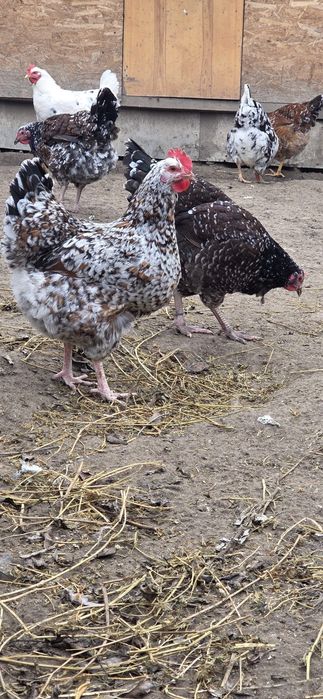 Oua incubat gaini livenski