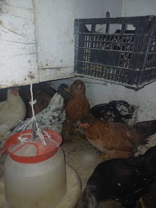 Oua incubat gaini de casă