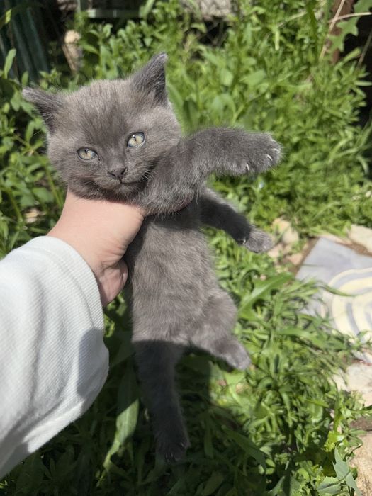 Отдам двух котят