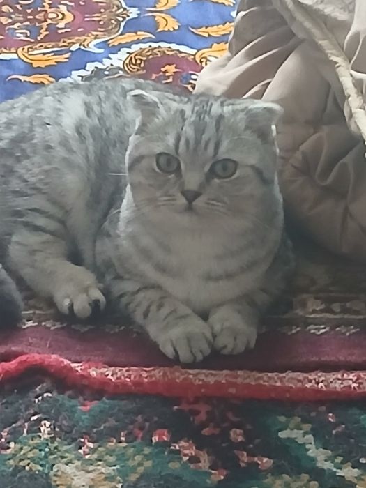 Mushuk zotdor 7oylik