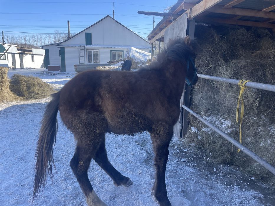 Продам 2 жеребенка