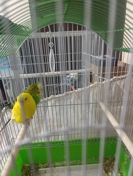 Тутилар сотилади