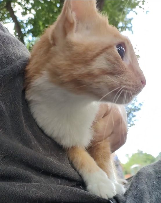 Кот, молодой, кастрирован