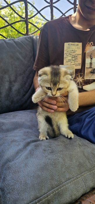 Продаю Котят шиншилла страйк мальчик фолд девочка