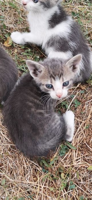 Adoptie pisicuta superba