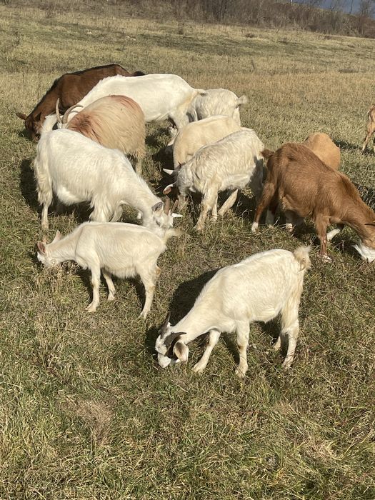 Vand oi si capre diferite rase