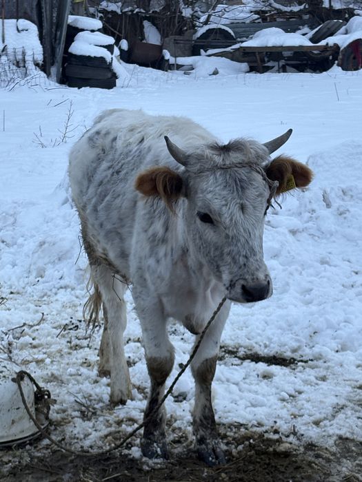 корова     продаётся