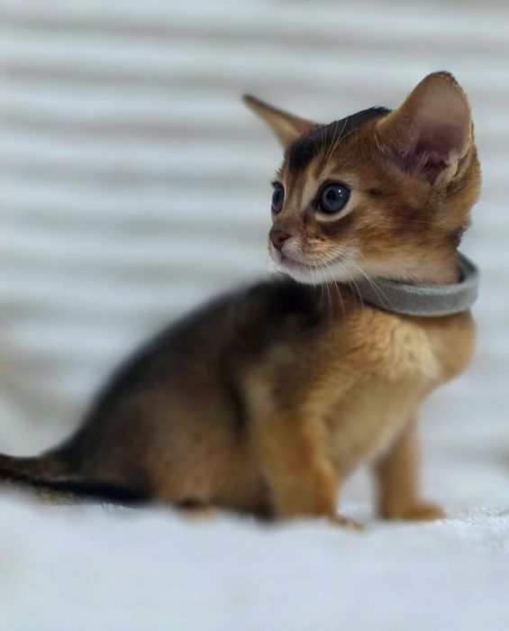 Абиссинские котята