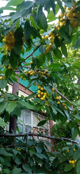 Продается дача в массиве Чолдала