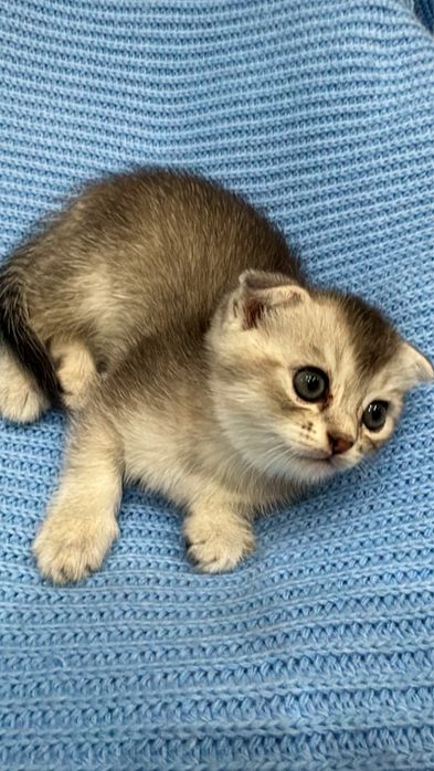 Продаётся серебристая  шиншилла