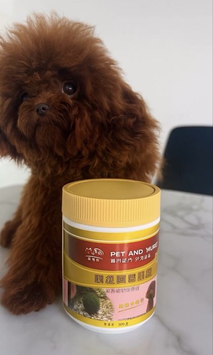 pudel femelă toy fci