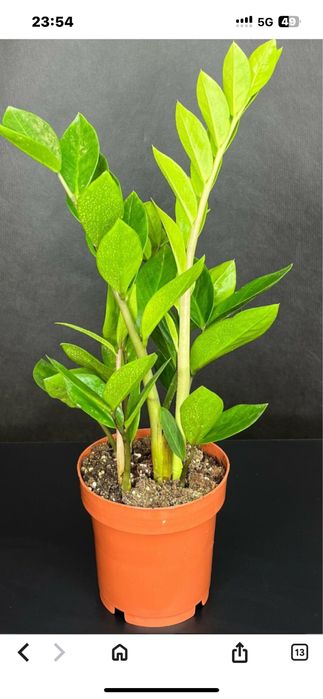 Комнатные цветы.