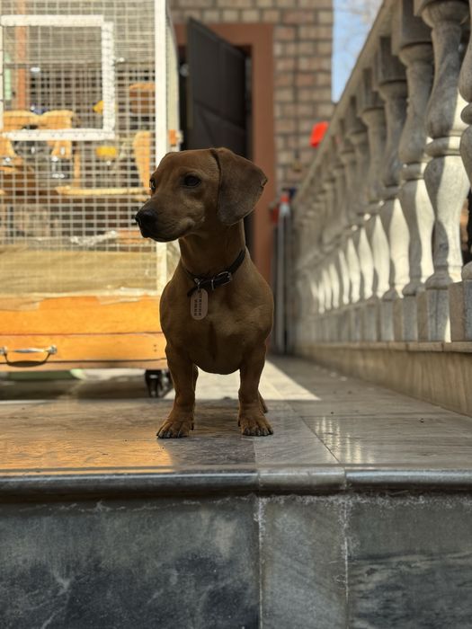 Такса ищет подругу. Вязка