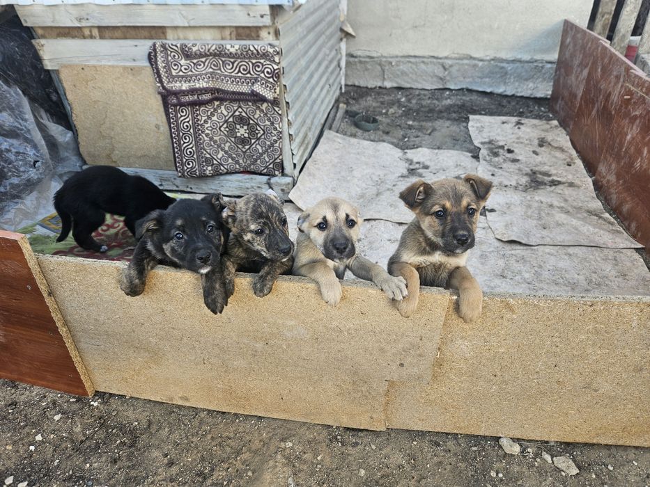 Күшіктер бар тегін. Шенки бесплатно