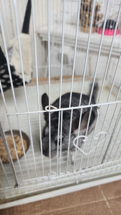 Шиншила вместе с клеткой