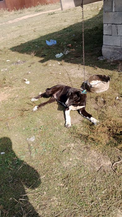 Ассаламалекум сатылады