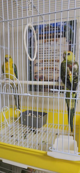 Певчий попугай атлас