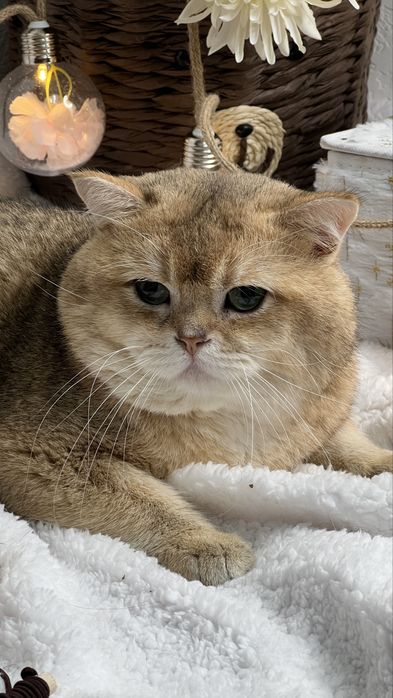 Вязка чистокровный британец