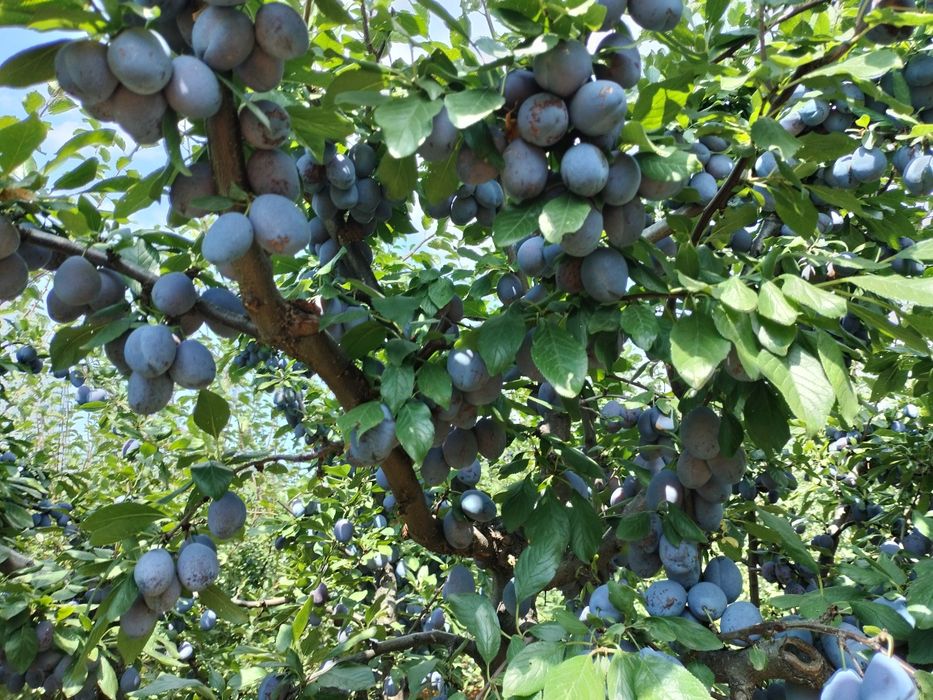 Prune de tuica palinca