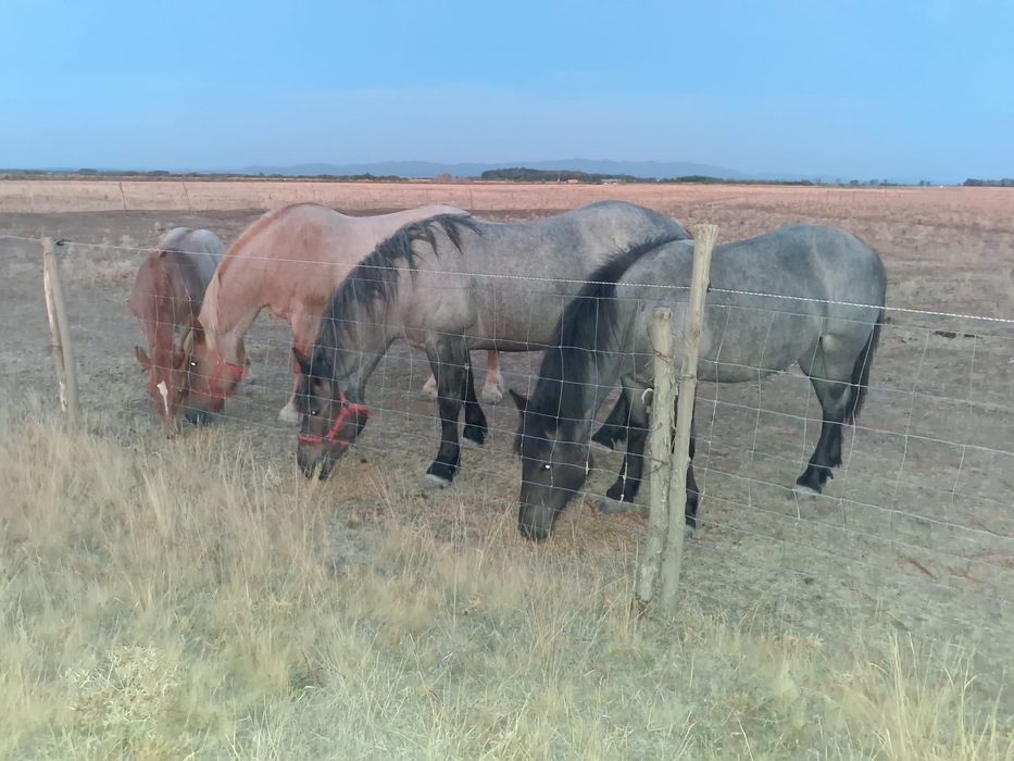 Iapa , doua manze si un manz de 5 luni