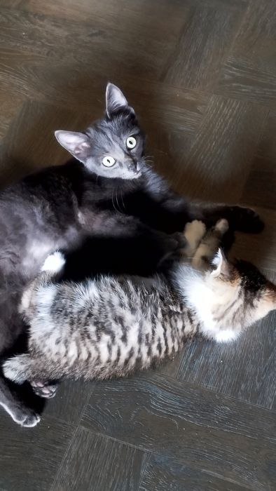 Котенок, 3 месяца, мальчик