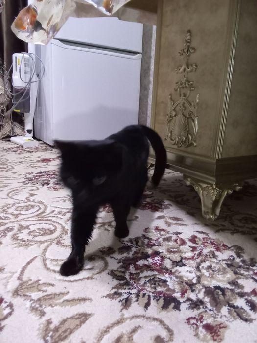 Отдам даром кошку