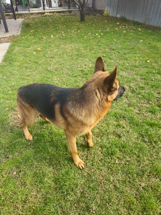 Вязка Немецкая овчарка