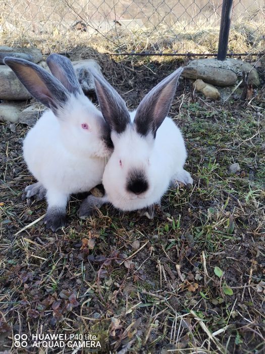 Vând iepuri de la 2 la 5 luni