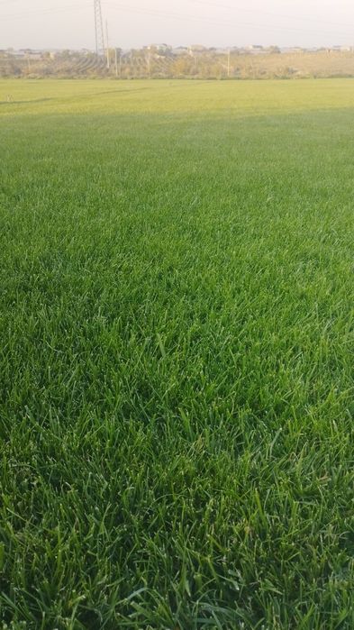 Газоны  зелёный зона !