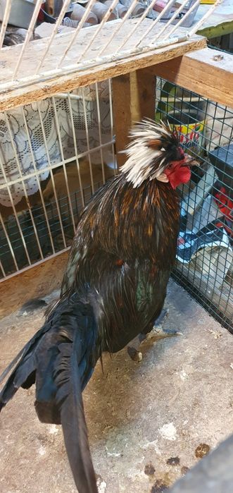 Cocoș  Moțată Olandeză