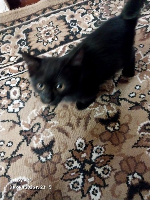 Отдам домашних котят в заботливые руки