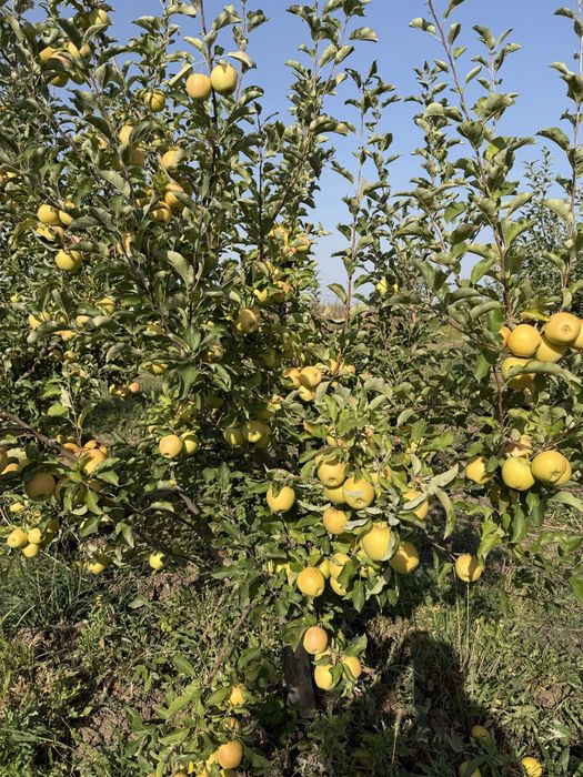 Продается сад яблоневый срочно в тургене