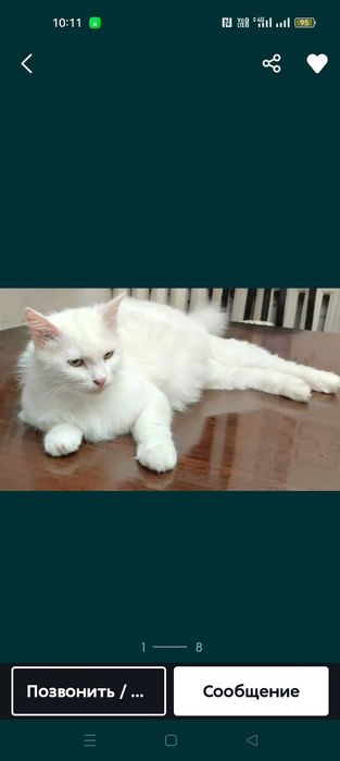 Котенок окраса "Черная Пантера" от Турецкой Ангоры