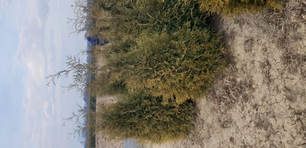 Tuia de mai multe dimensiuni ideală pentru un gard foarte frumos