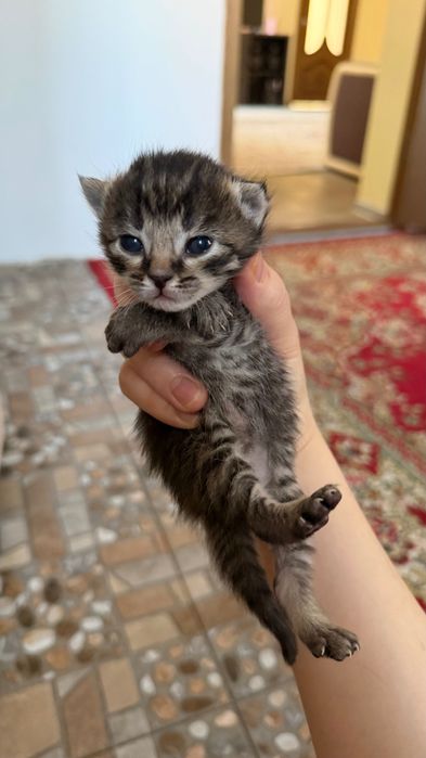 Отдам котят в добрые руки