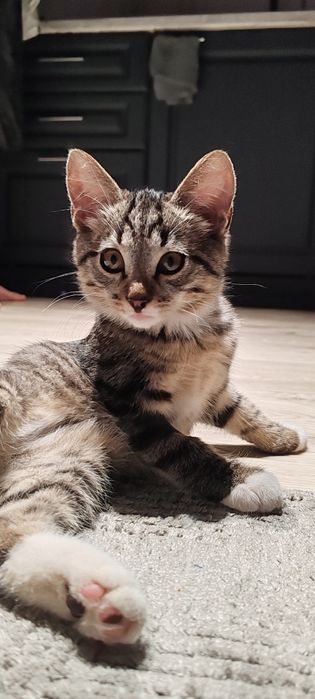 Котенок. Мальчик месяцев 4