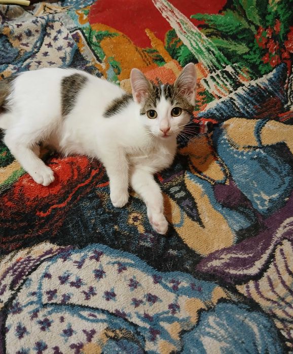 Подарявам котенца