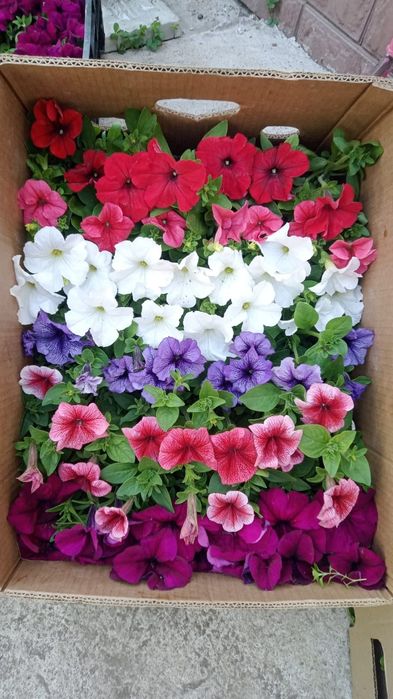 Цветы питуния и бархатцы