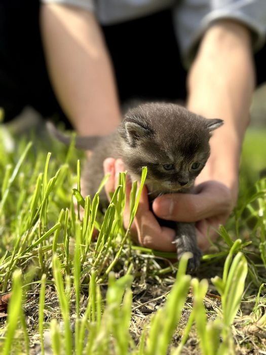 Prodayotsya shatlanskiy kotyonok chyorniy dimchatiy okras  600.000