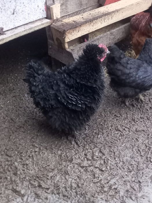 Куры пародистые продам