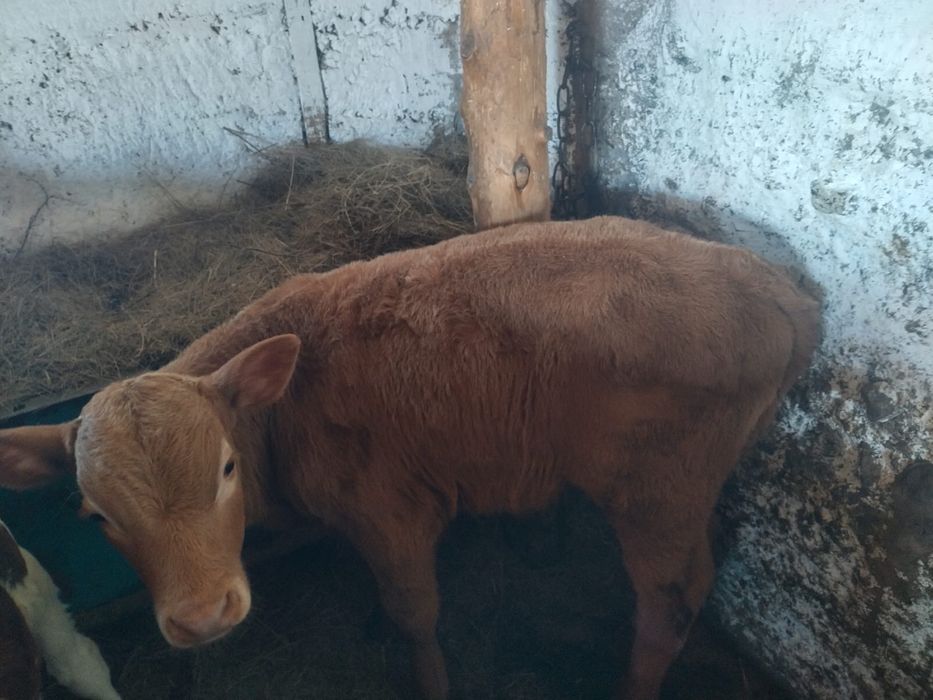 Продам телёнка 2 месяца