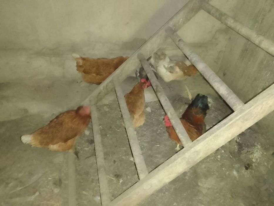 Продам не дорого куриц